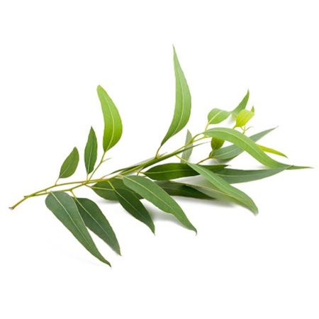 Ulei Esential SONNENTOR Arbore de Ceai Tea Tree Bio 10ml